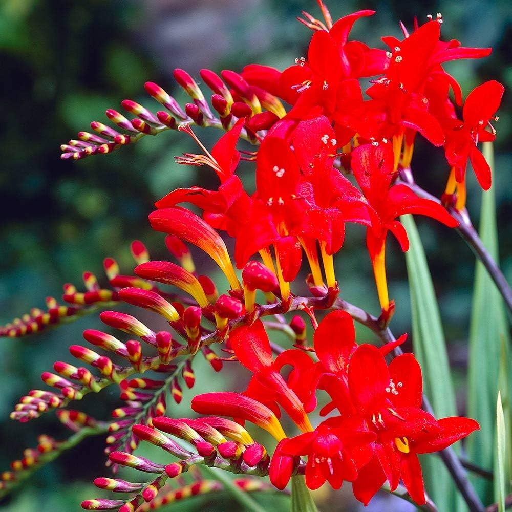 Lucifer Crocosmia